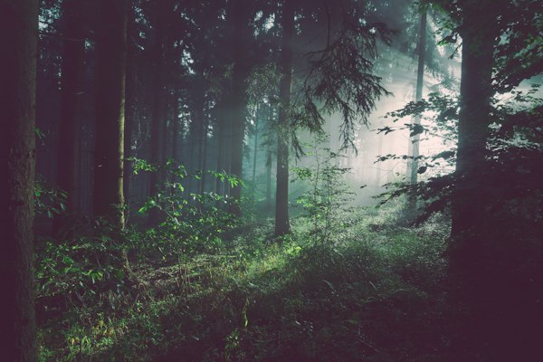 Dark forest